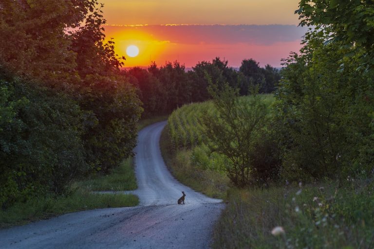 countryside, winding road, sunset-6612537.jpg